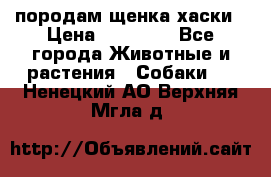 породам щенка хаски › Цена ­ 10 000 - Все города Животные и растения » Собаки   . Ненецкий АО,Верхняя Мгла д.